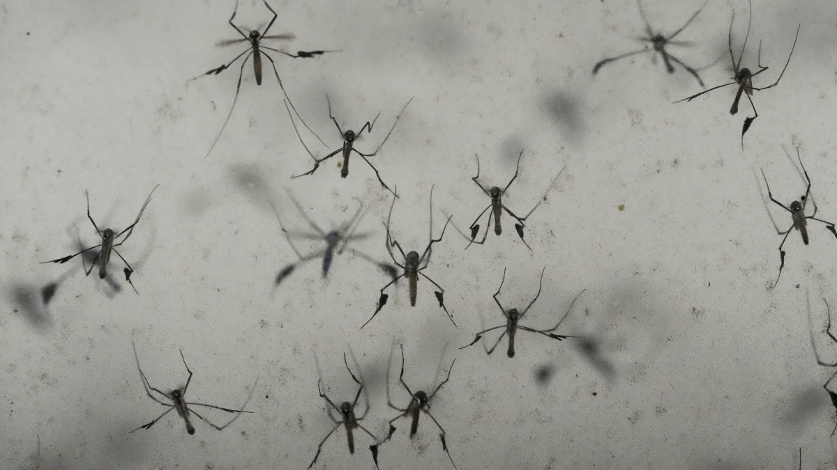 Florida’s dengue outbreak reportedly largest US has seen in decades
