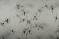 Florida’s dengue outbreak reportedly largest US has seen in decades