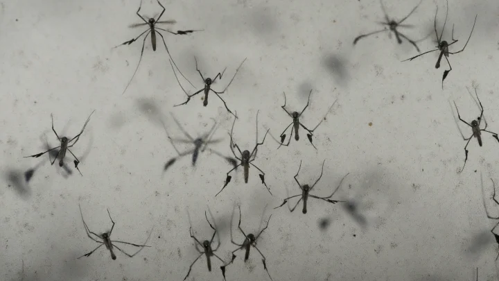 Florida’s dengue outbreak reportedly largest US has seen in decades
