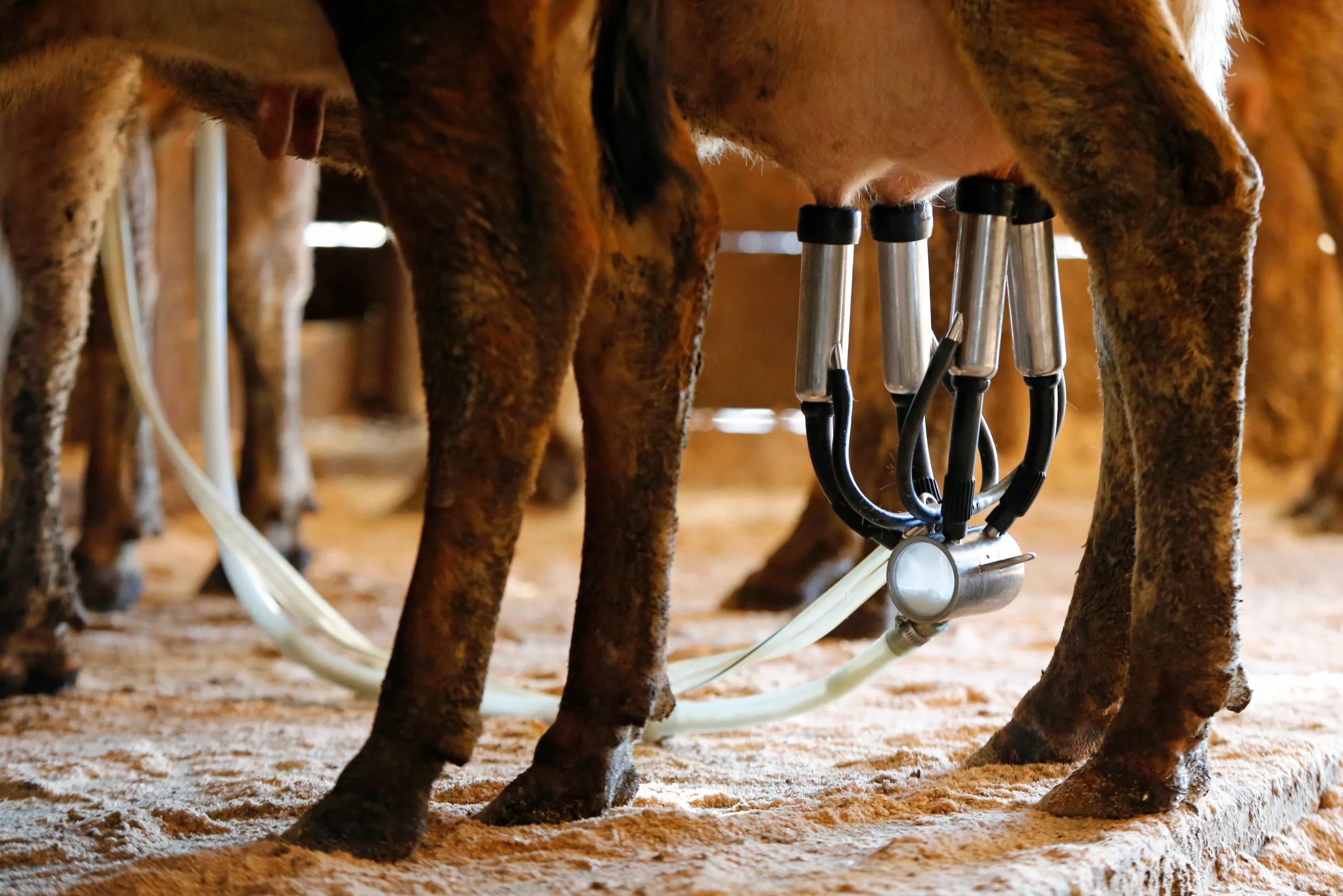 Dairy farmers sue Trump administration over checkoff program