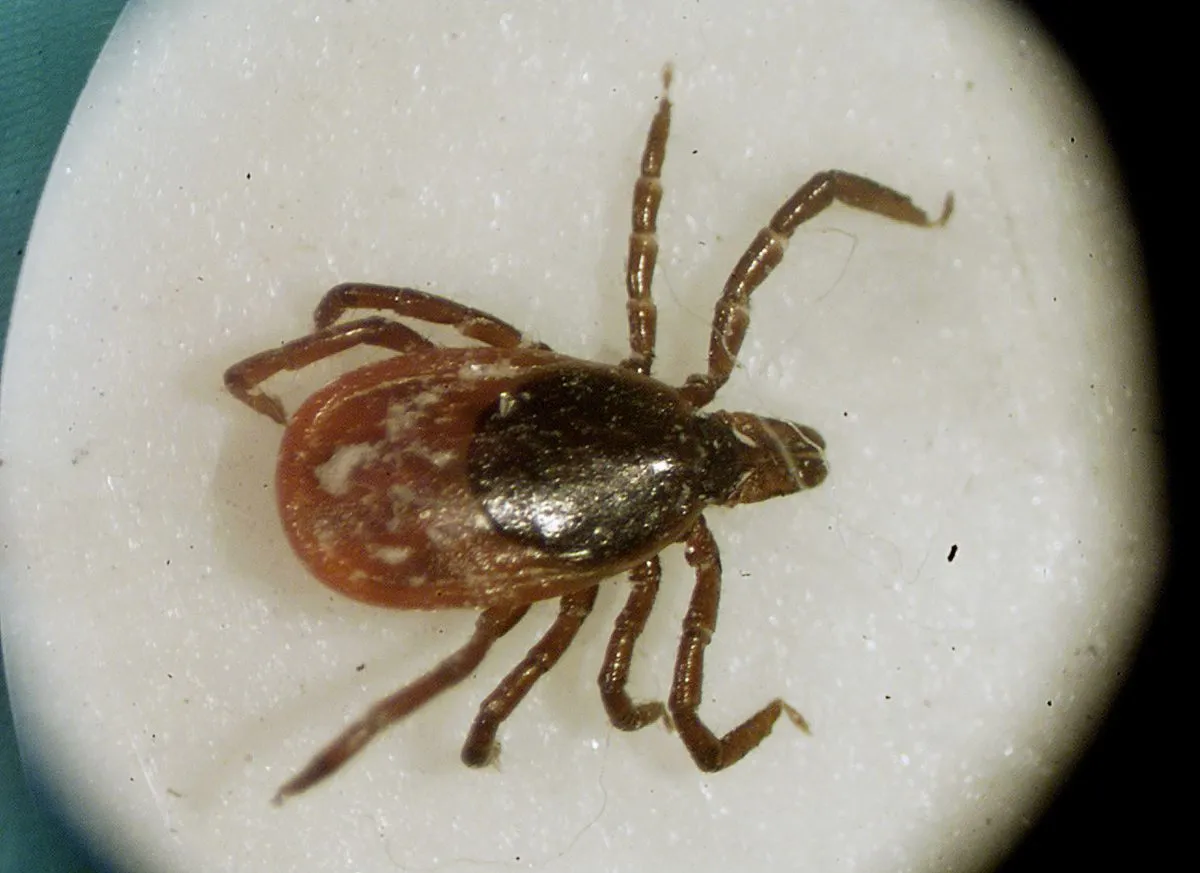 Rare Lyme disease-causing strain spreads to new state: What to know