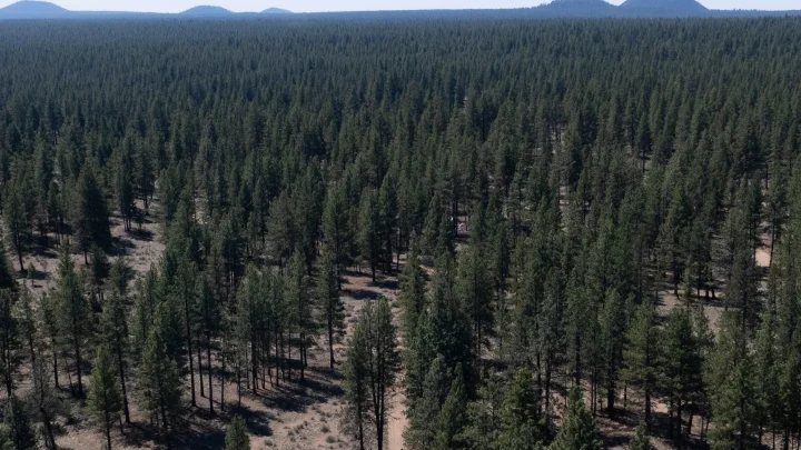 The US government is pillaging our national forests from within