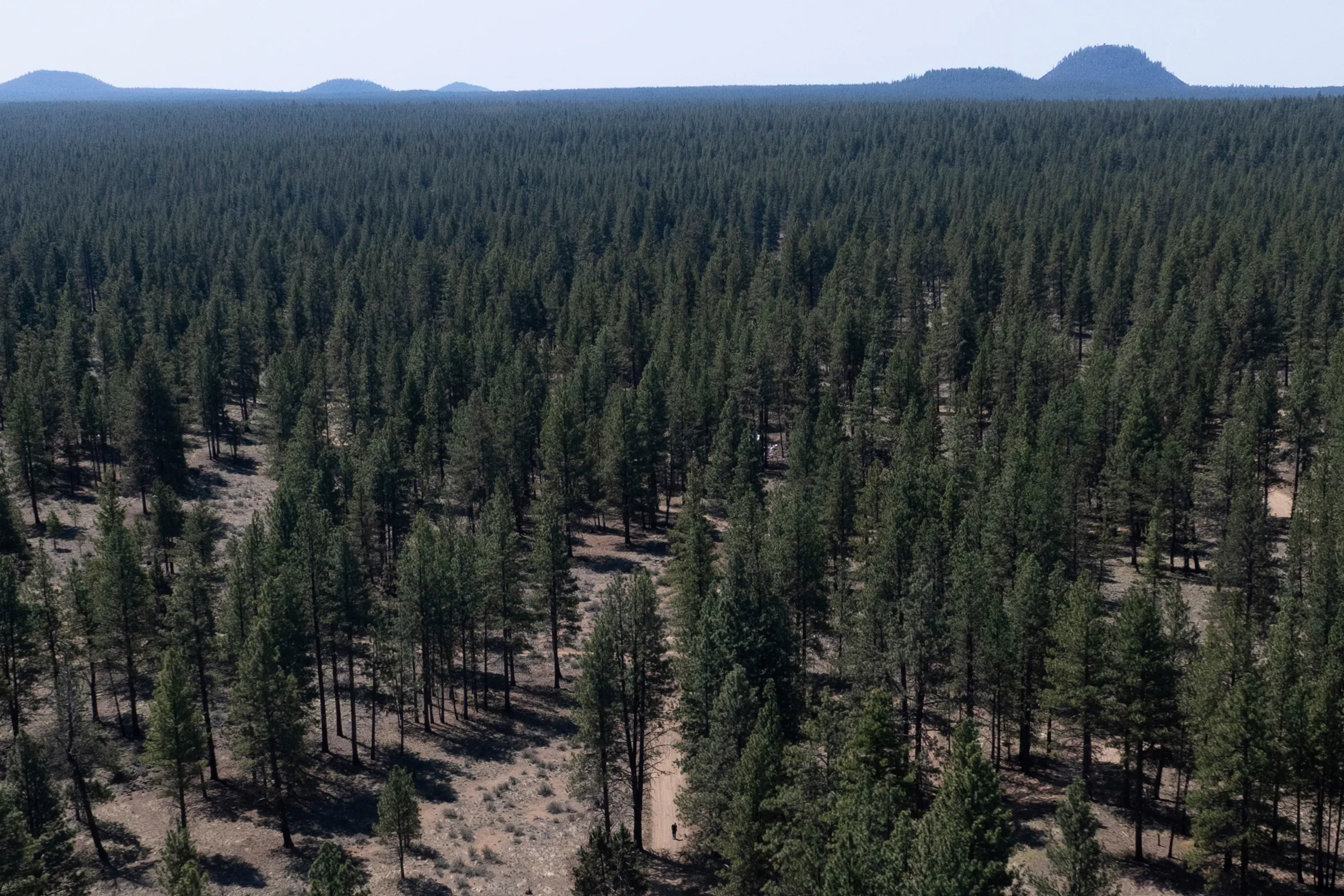 The US government is pillaging our national forests from within