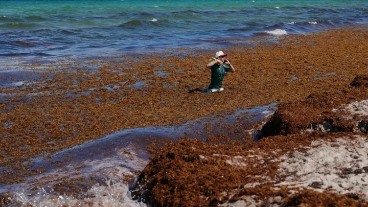Smelly sargassum inundates Florida beaches. These states could be next