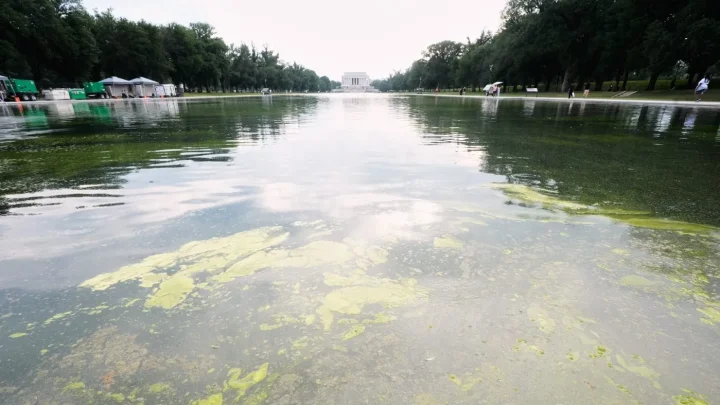 Green algae return to reflecting pool days into Trump’s renovation