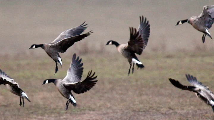 The Fish and Wildlife Service’s hunting and fishing expansion benefits everyone