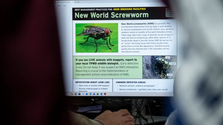 MAP: Where have New World screwworm cases been reported in Texas?