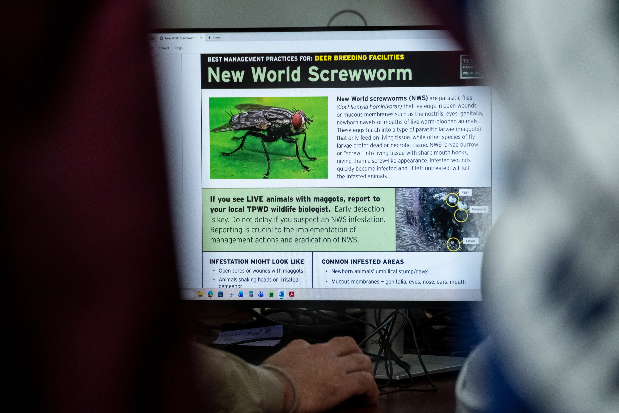 MAP: Where have New World screwworm cases been reported in Texas?
