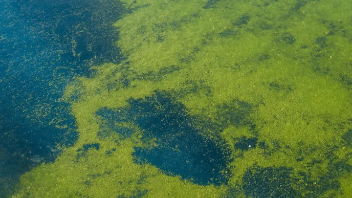 Did the Reflecting Pool remodel cause the bright green algae bloom?