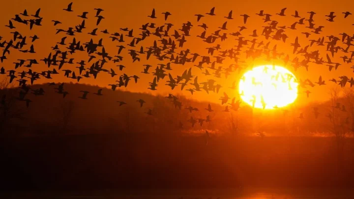 How often the sun would rise after 8 a.m. under permanent daylight saving time