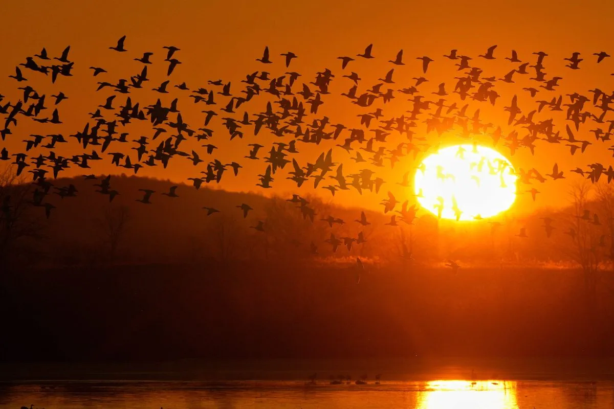 How often the sun would rise after 8 a.m. under permanent daylight saving time