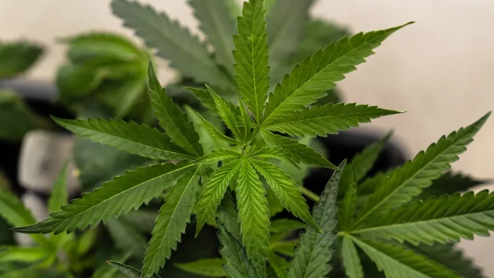 Marijuana rescheduling hearings are finally here, but rescheduling is not enough