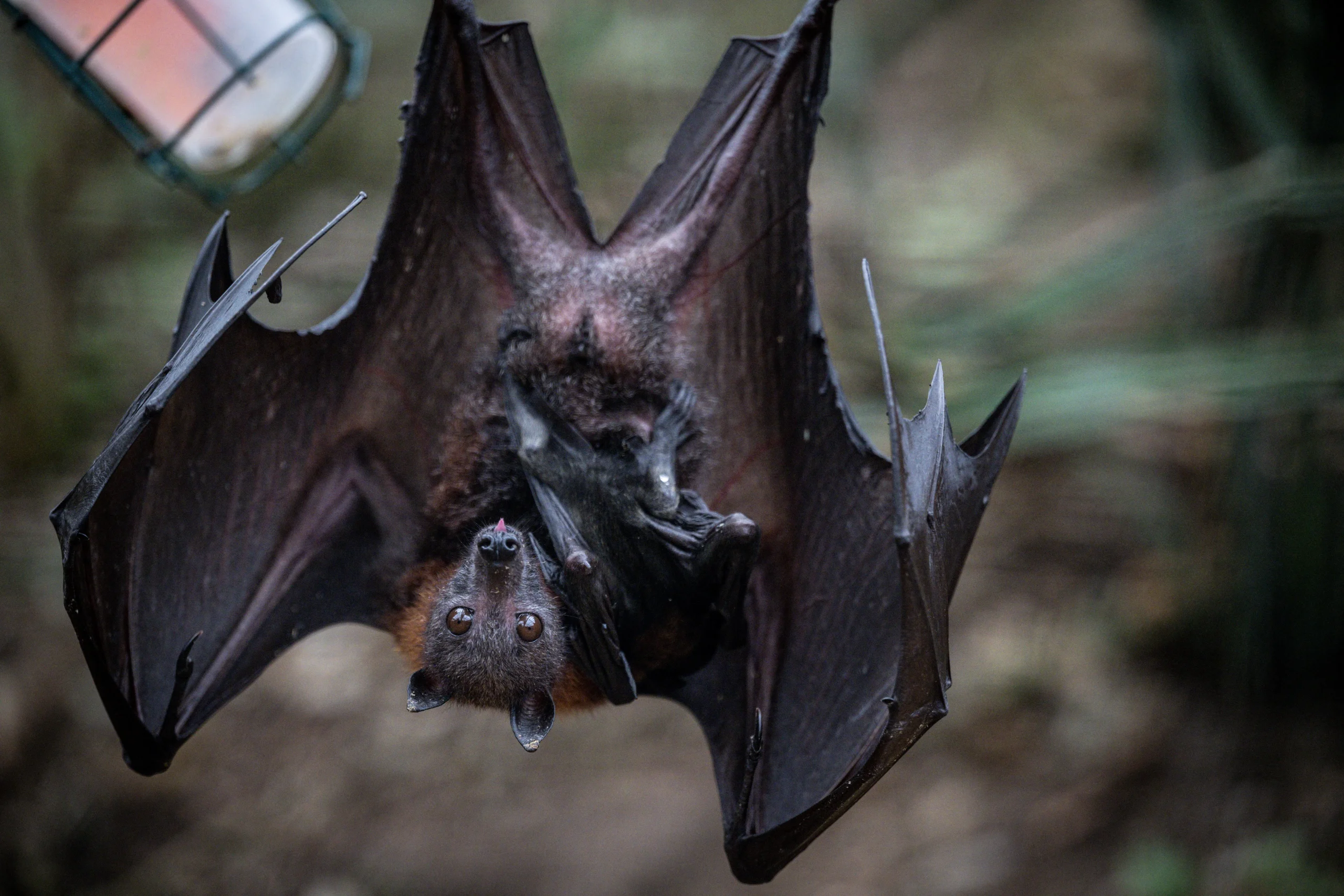 Boy dies from rabies after waking up to bat on his face