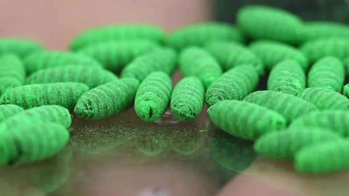 FDA green lights more screwworm medications: Should you give them to your pets?