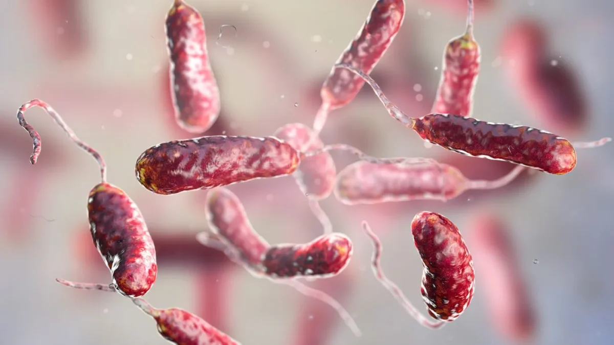 Vibrio-vulnificus-e1787935089884
