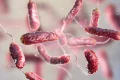 Why are flesh-eating bacteria expanding beyond traditional hotspots?