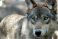 Trump’s signs order allowing ranchers to kill wolves to protect herds
