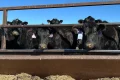 Trump faces down beef backlash. Will import plan pay off?